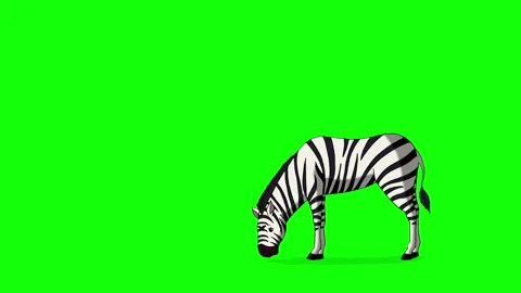 Cartoon Zebra on Green Screen Background 2D animation HD Stock Footage 333605792