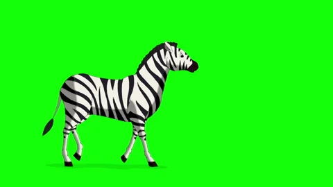 Cartoon Zebra on Green Screen Background 2D animation HD Stock Footage 333605797