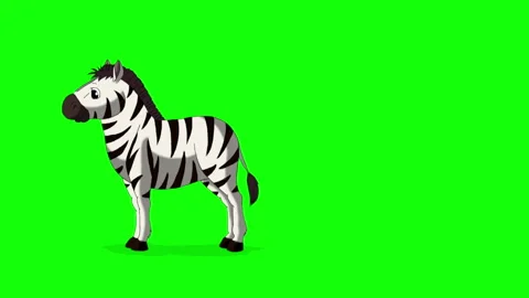 Cartoon Zebra on Green Screen Background 2D animation HD Stock Footage 333605801