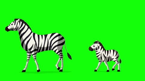 Cartoon Zebra on Green Screen Background 2D animation HD Stock Footage 333605821