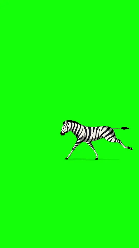 Cartoon Zebra on Green Screen Background vertical 2D animation HD Stock Footage 334697524