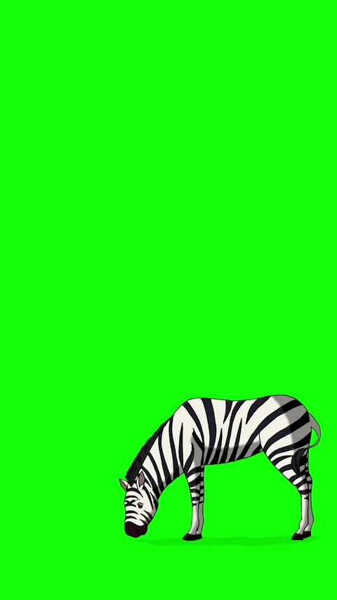 Cartoon Zebra on Green Screen Background vertical 2D animation HD Stock Footage 334697532