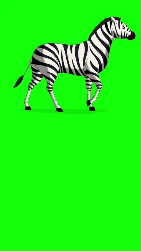 Cartoon Zebra on Green Screen Background vertical 2D animation HD Stock Footage 334697538