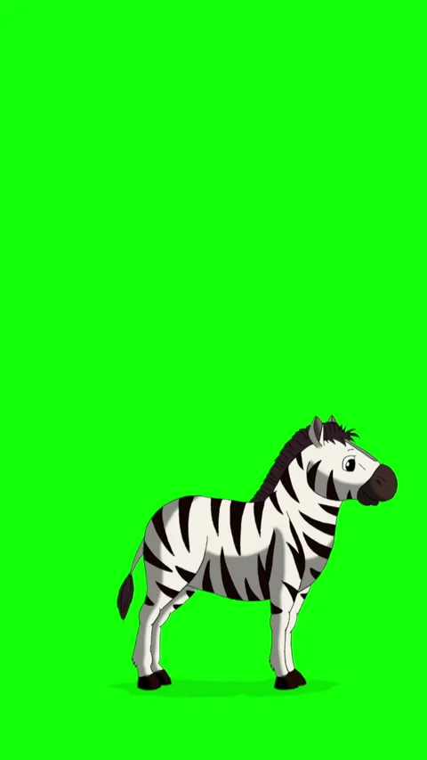 Cartoon Zebra on Green Screen Background vertical 2D animation HD Stock Footage 334697544