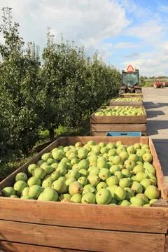 Carts with pears behind tractor Stock Photos