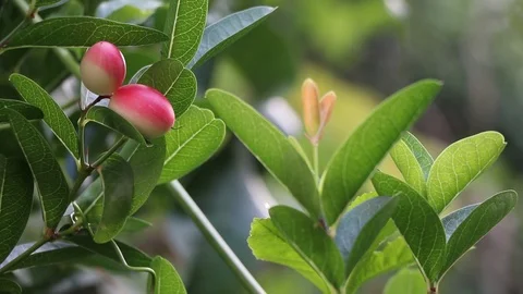 Carunda Stock Footage 90807007