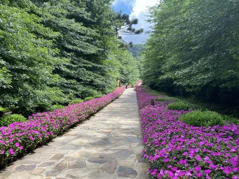 Carvalhos e Flores Foto stock