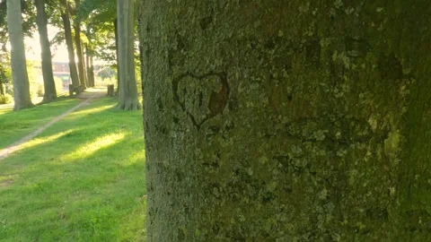 Carve a heart in a tree as a memorial Stock Footage 249828308