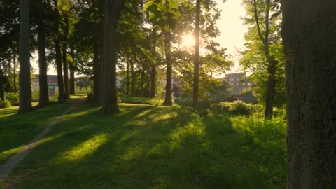 Carve a heart in a tree , Sun and memories.. Stock Footage 249828646