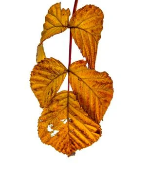Carved raspberry leaves Foto stock