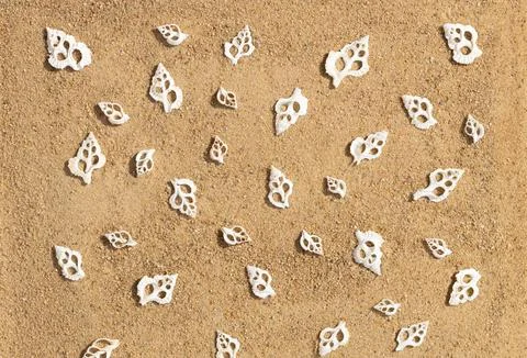 Carved seashells on the sand pattern. Beautiful white shells for needlework.  Foto stock