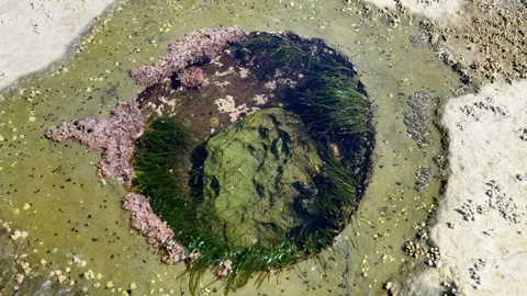 Carved Tide Pool Botanical Beach BC 4K UHD Stock Footage 337078890