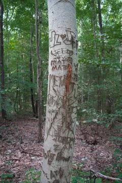 Carved tree Stock Photos