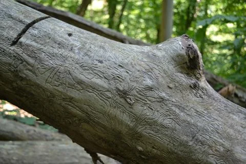Carved tree Stock Photos