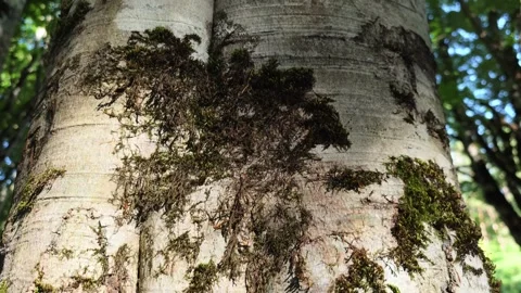 Carved Tree Trunk in the Forest Vidéo 312122871