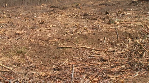 Carved wood Stock Footage 5090617