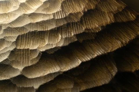 Carved wood waves texture, background. Raw carved wooden surface for abstract Stock Photos