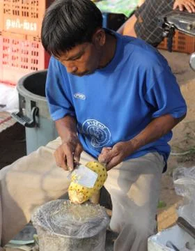 Carving a pineapple Stock Photos