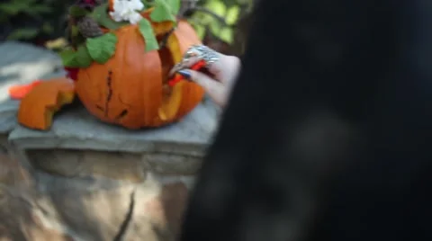 Carving a pumpkin for hallowen Stock Footage 44577259