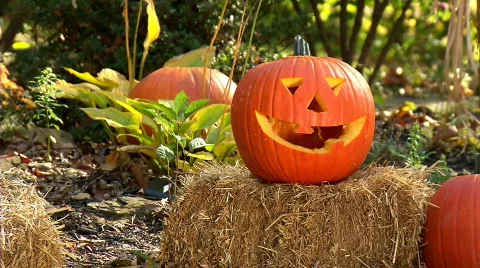 Carving Pumpkins 372 Stock-Footage 559435
