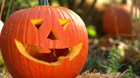 Carving Pumpkins 373 Stock Footage 559446