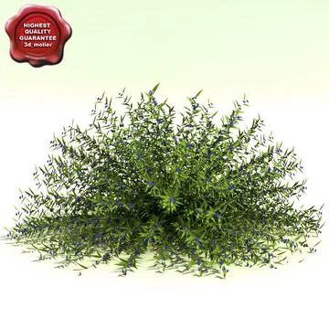 Caryopteris x clandonensis (Dark Knight) 3D Model