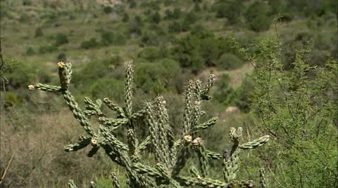 Casa grande2 Stock Footage 22637096