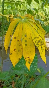 Casava leaf 스톡 사진