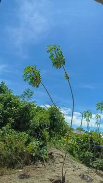 Casava tree Foto stock