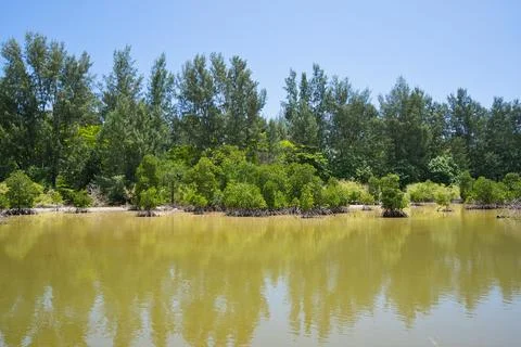 Cascad district mangroves on low tide, reflection of surrounding trees in w Stock Photos