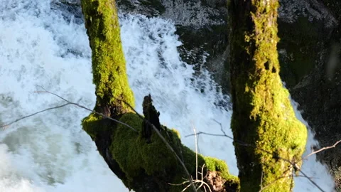 Cascade Stock Footage 168013834
