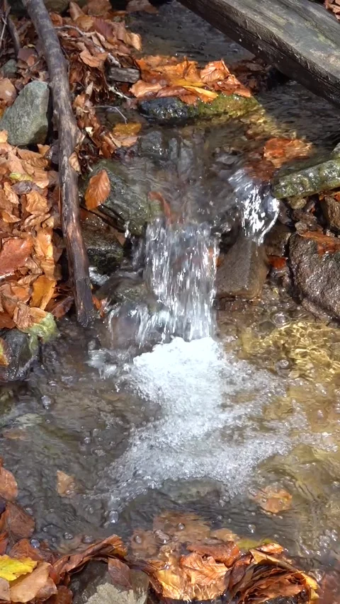 Cascade forest stream full of fallen leaves in autumn Stock Footage 254976655