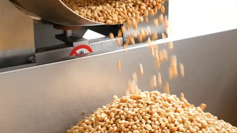 Cascade of fried peanuts Stock Footage 74146796
