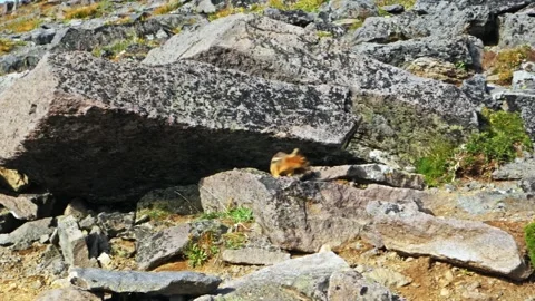 Cascade Golden-Mantled Ground Squirrel on Burroughs Mountain Trail, Mount Rainie Video stock 332089006
