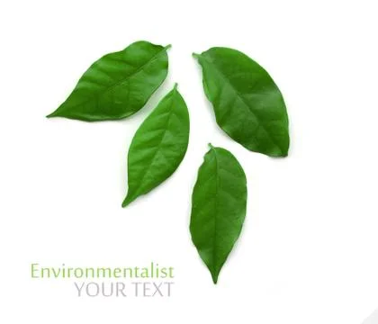 Cascade green leaf isolated on white background Stock Photos