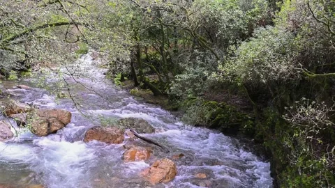 Cascade inside the forest in fall Stock Footage 310790753