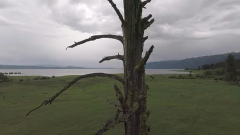 Cascade Lake 4 with tree Video stock 95171689