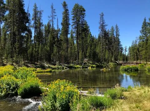 Cascade mountain stream in the summer. Stock Photos