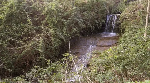 Cascade of a mountain stream in the vegetation. Stock Footage 61359032