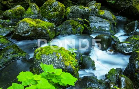 Cascade Stock Photos