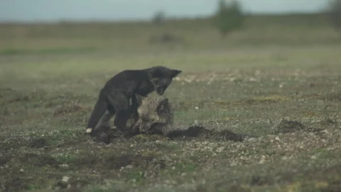 Cascade Red Fox (parent and pup) Stock Footage 246071095