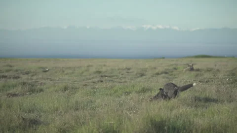 Cascade Red Fox - two pups playing, parent in background Stock Footage 246071105