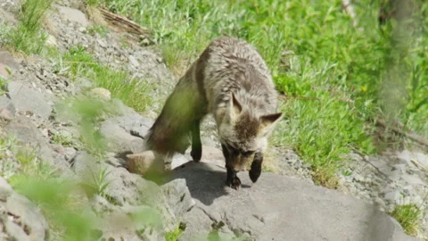 Cascade Red Fox (Vulpes vulpes cascadensis) Stock Footage 246070395