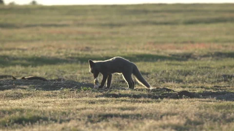 Cascade Red Fox (Vulpes vulpes cascadensis) Stock Footage 246070534