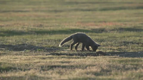 Cascade Red Fox (Vulpes vulpes cascadensis) Stock Footage 246070543