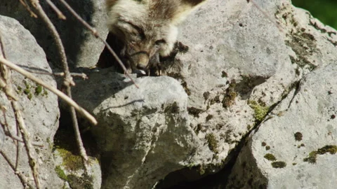 Cascade Red Fox (Vulpes vulpes cascadensis) Stock Footage 246070678