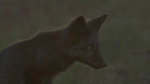 Cascade Red Fox (Vulpes vulpes cascadensis) Stock Footage 246070683