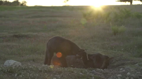 Cascade Red Fox (Vulpes vulpes cascadensis) Stock Footage 246070703