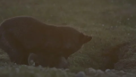 Cascade Red Fox (Vulpes vulpes cascadensis) Stock Footage 246070723