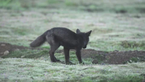 Cascade Red Fox (Vulpes vulpes cascadensis) Stock Footage 246070774